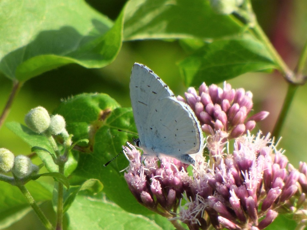 Celastrine o Cupido?  Celastrina argiolus, Lycaenidae